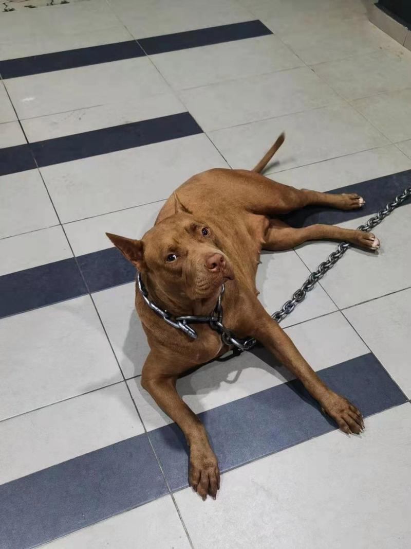 特狗官网地址:特种犬是什么犬