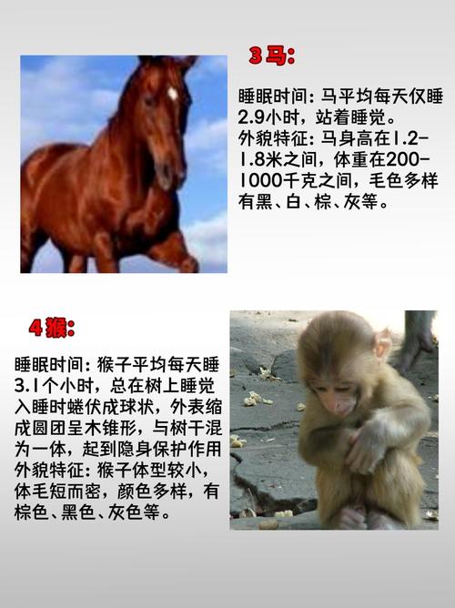 四六提名定今期指的是什么动物的简单介绍