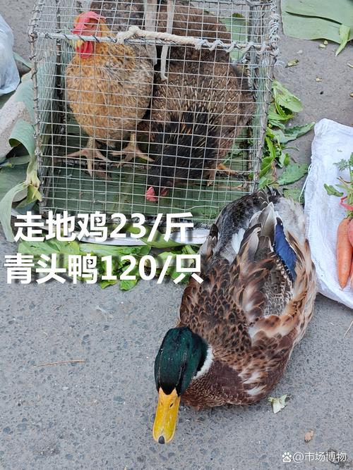 今日去赶集买了一只鸡打一生肖:今日去赶集买了一只鸡是指什么生肖