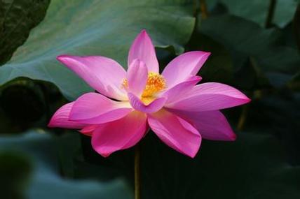 今期生肖带红花是哪个生肖:今期生肖带红花是哪个生肖天上嫦娥赏桂花