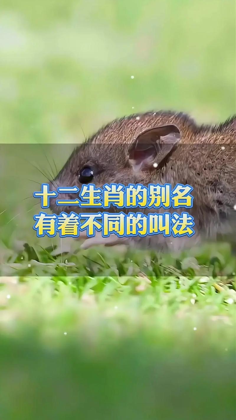 “明日黄花”打一生肖是什么的简单介绍