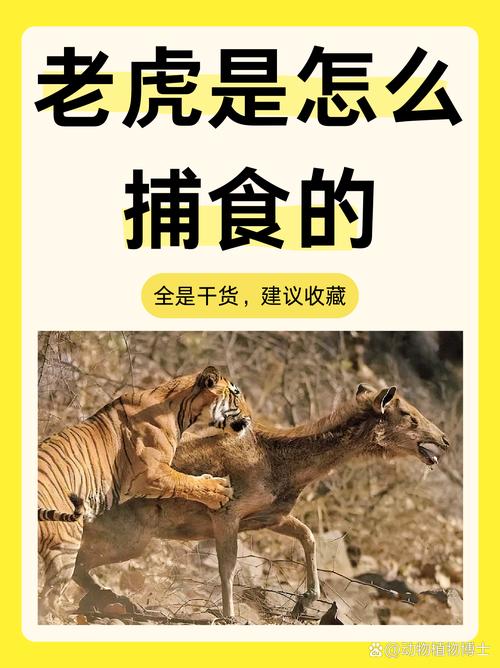 “狩猎”打一准确动物生肖的简单介绍