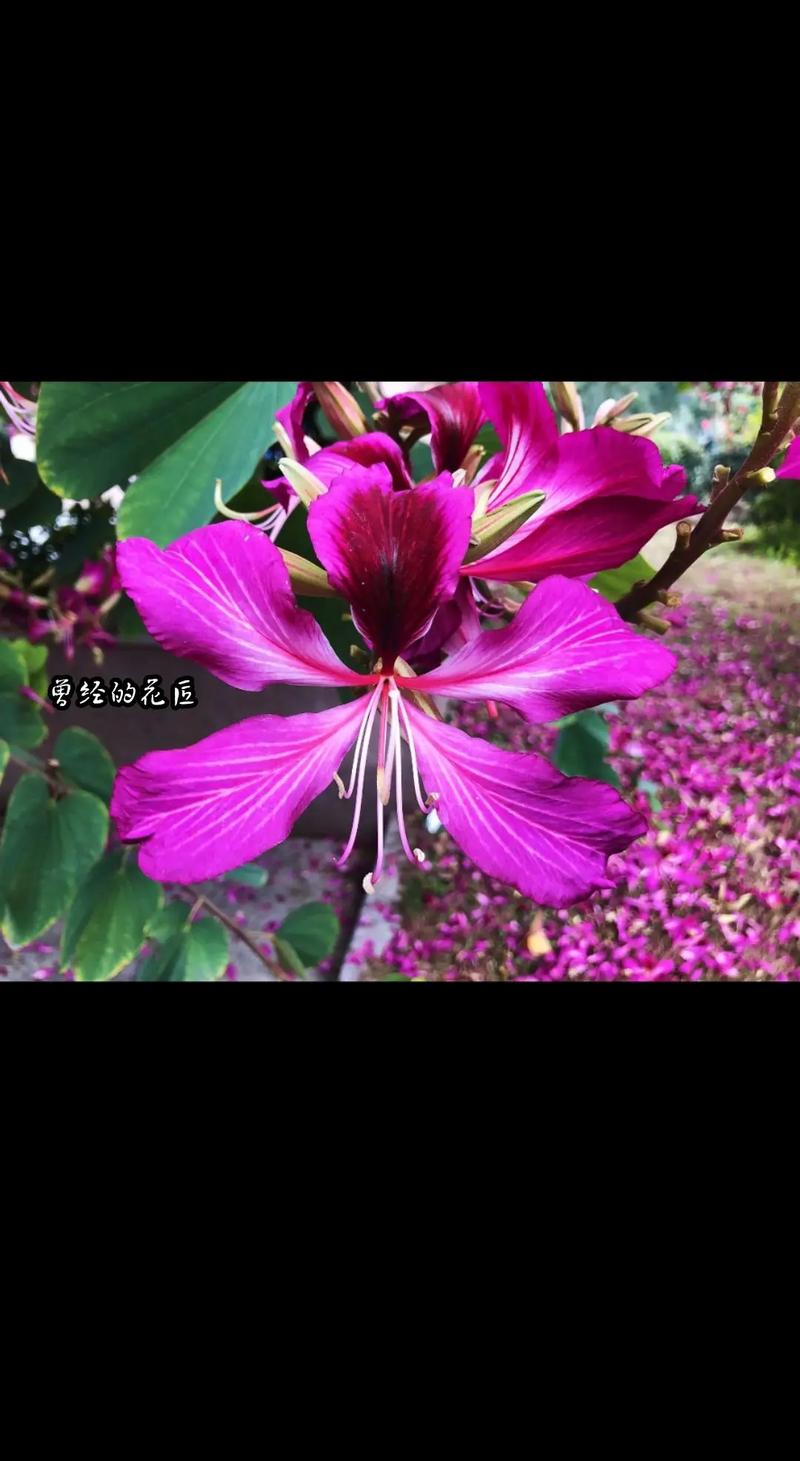 今期生肖带红花是哪个生肖的动物:今期生肖带红花是哪个生肖的动物呢