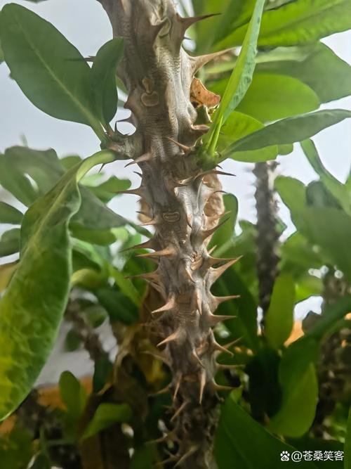 身上带刺打一生肖:身上带刺的生物有哪些