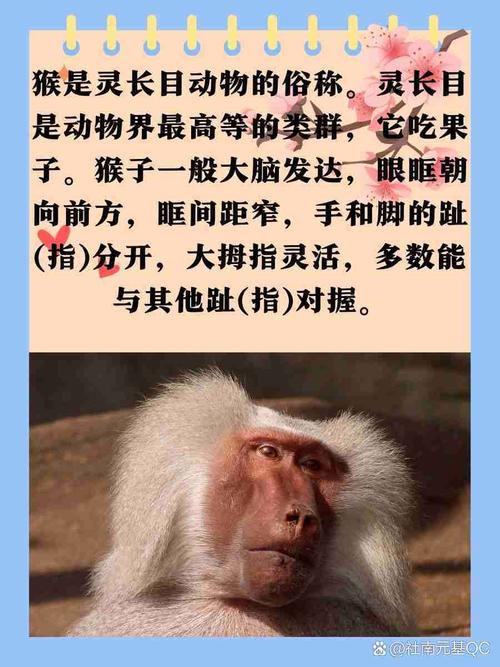 今期猴来开正确答案是:今期猴狗求相会是什么生肖