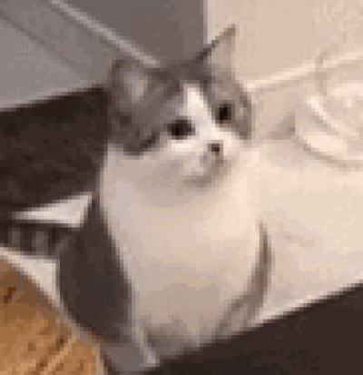 bruh猫表情gif:网上很火的猫表情包gif